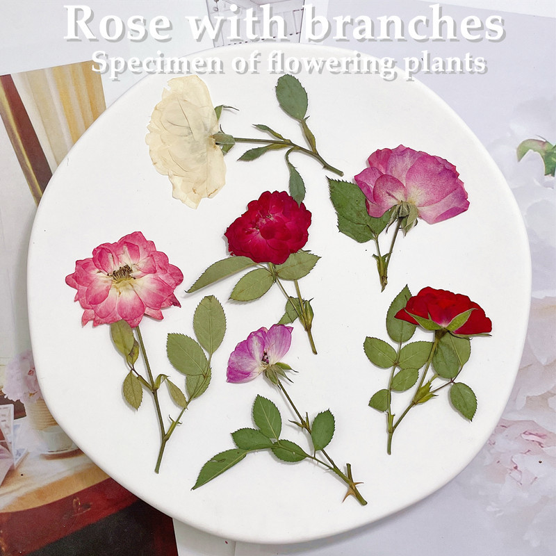 12 piezas, ramas de rosas natu - Wedding Card Box reseña y precio