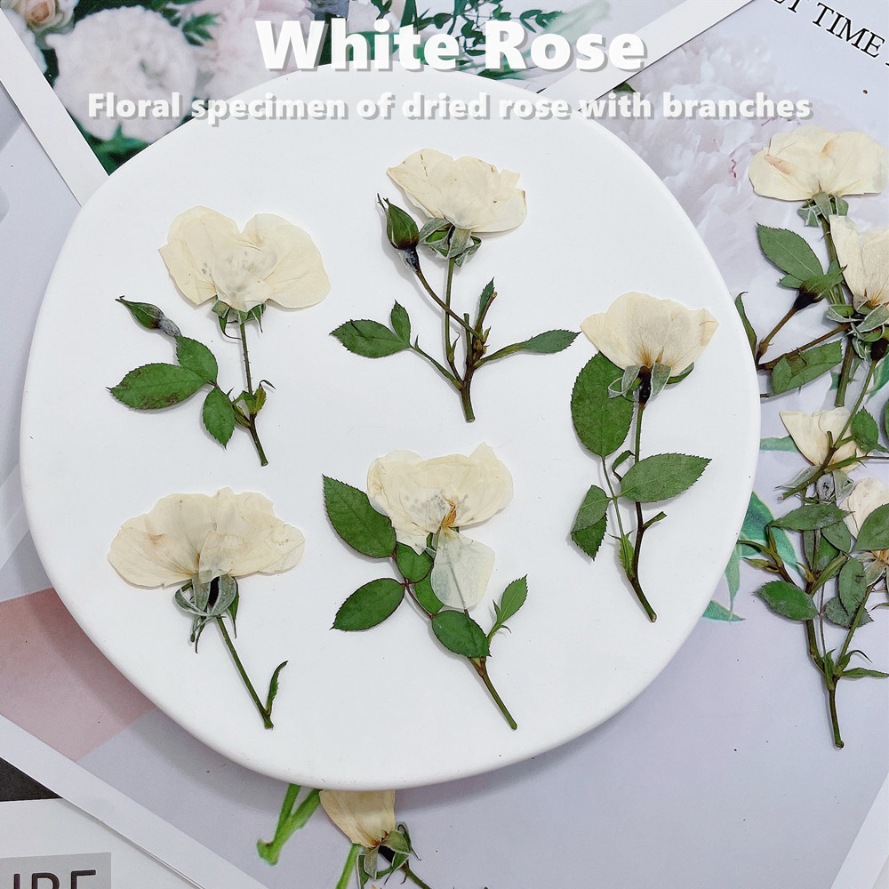 12 piezas, ramas de rosas natu - Wedding Card Box reseña y precio